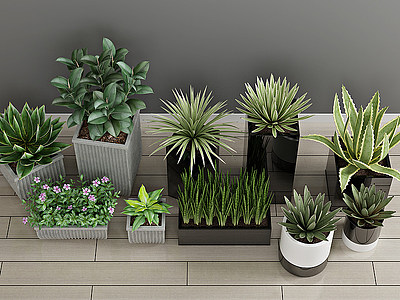 绿植盆栽植物模型3d模型