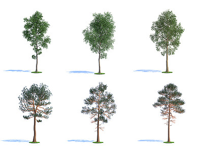 3d景观树木庭院树木松柏树木模型