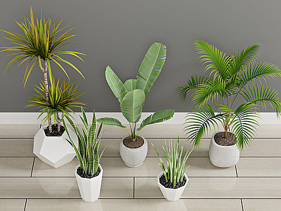 3d现代绿植盆栽植物花模型