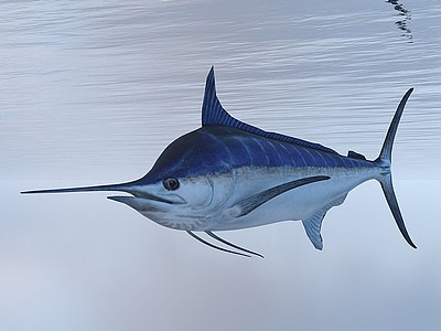 3d蓝鳍金枪鱼模型