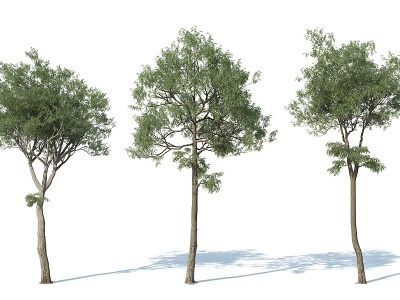 3d现代树木花树果树模型