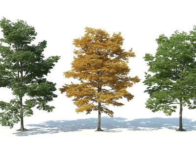 3d现代树木花树枫树模型
