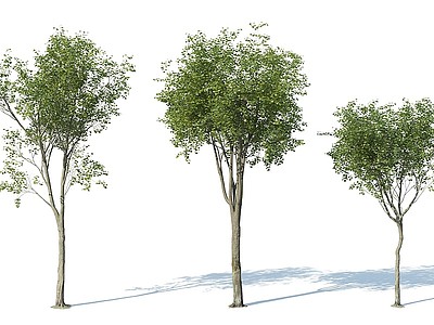 3d现代树木花树果树模型