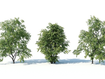 3d现代灌木树园林植物模型