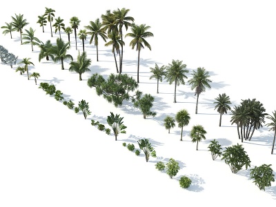 3d树木热带树木热带植物模型