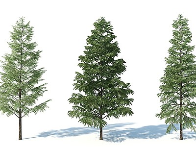 3d树木树木组合杉树模型