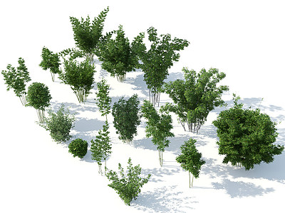 植物竹子组织竹子盆栽模型3d模型