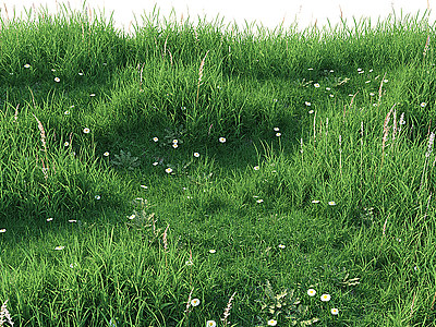 3d植物草地草坪模型