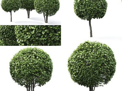 3d现代园艺树模型