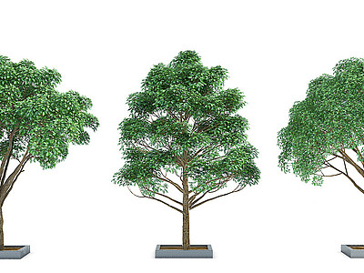 3d现代室外绿植树模型