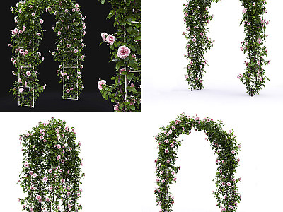 3d植物花卉植物门模型
