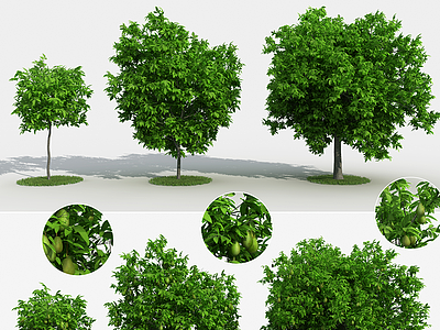 現代梨樹果樹景觀樹模型3d模型