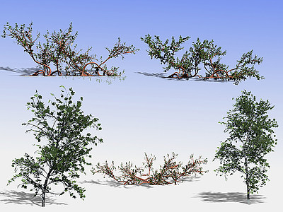 现代树风景树景观树艺术树模型3d模型