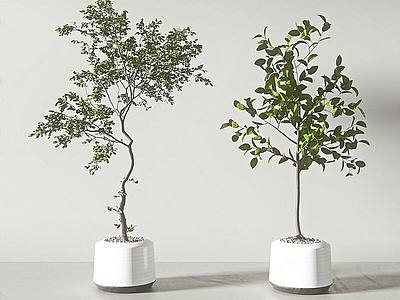 现代盆栽盆景植物组合模型3d模型