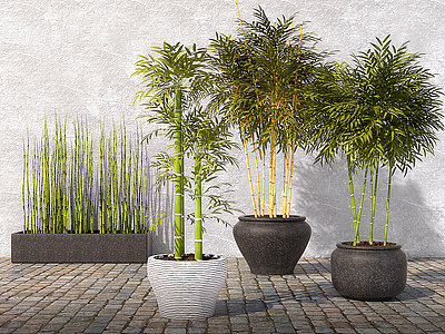 3d现代景观植物竹子模型