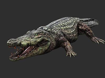 野生凶猛爬行动物鳄鱼3d模型
