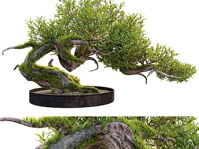新中式室内绿植松树盆栽模型3d模型