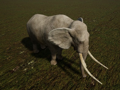 野生非洲草原哺乳大象模型3d模型