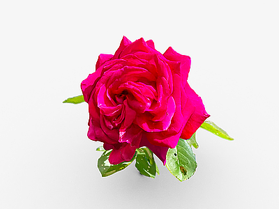 花朵玫红色月季玫瑰花瓣模型3d模型