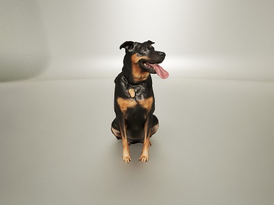 动物宠物犬类狗狗模型