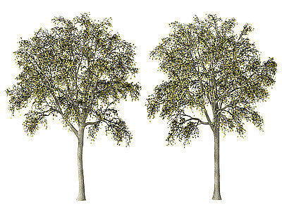 植物绿植树木乔木模型3d模型
