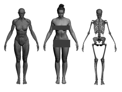 3d人体高模骨骼肌肉对比模型