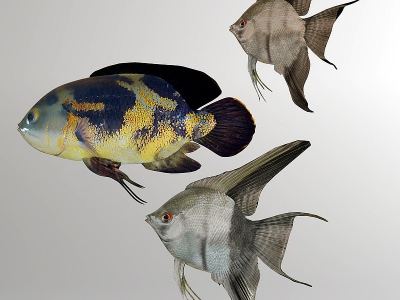 海洋动物鱼类3d模型