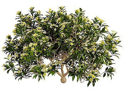Plumeria庭院桂花树模型3d模型