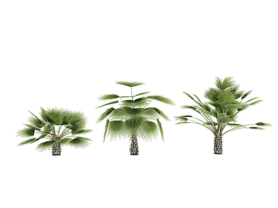 3d热带植物树模型