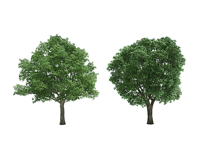 3d樟树乔木模型