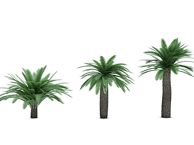 3d热带植物树龙须树模型