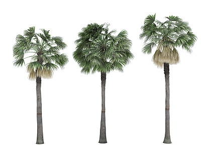 热带植物树模型