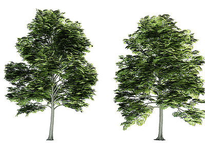 植物树木大树模型3d模型