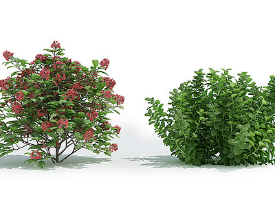 植物灌木丛景观草花模型3d模型