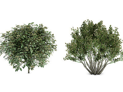 3d植物灌木丛景观草花模型