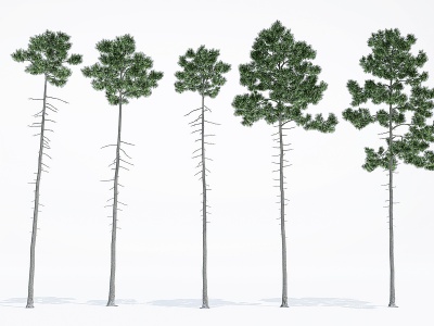 植物树木大树模型