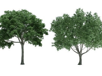 植物树木大树杉树模型