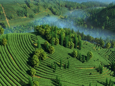 3d茶山茶园自然景观模型