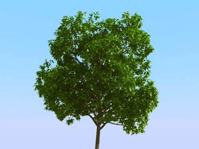 3d现代景观植物树模型