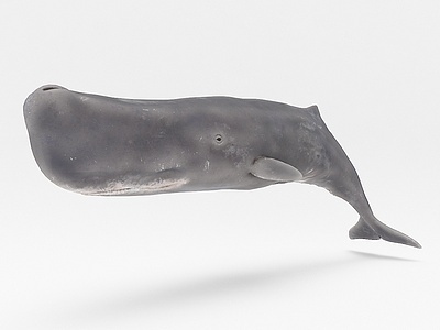 鲸鱼3d模型