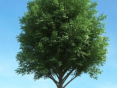 夏季树景观树3d模型