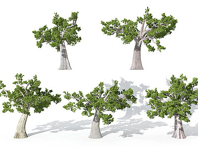 3d现代园林景观植物松树模型