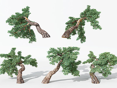 现代景观植物松树模型