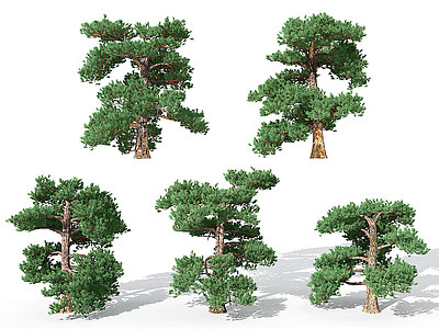景观植物松树模型