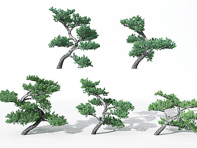 现代景观植物松树模型