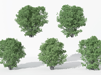 现代景观植物树松树模型