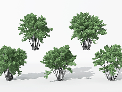 3d现代景观针叶植物树模型
