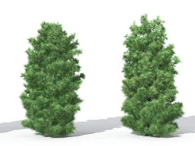 景观植物树松柏树针叶植物3d模型