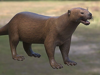 奥漠海獭齿兽生物动物模型3d模型