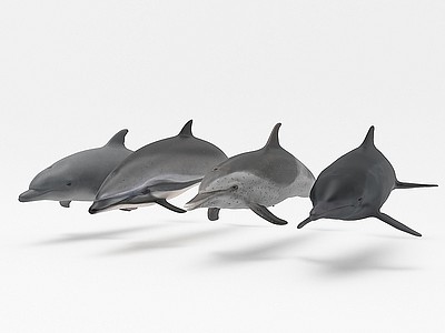 3d海豚模型